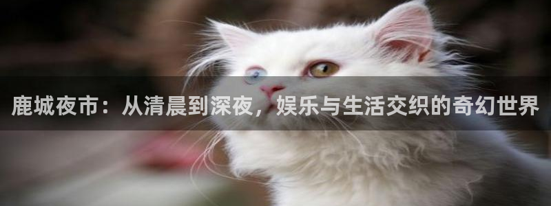 天天购彩体育平台注册：鹿城夜市：从清晨到深夜，娱乐与生活交织的奇幻世界